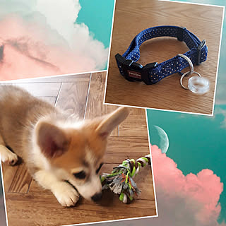 迷子札のインテリア実例 Roomclip ルームクリップ