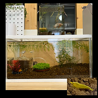 水槽 ポトス水栽培のおしゃれなアレンジ 飾り方のインテリア実例 Roomclip ルームクリップ