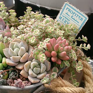 多肉寄せ植え 白牡丹のインテリア実例 Roomclip ルームクリップ