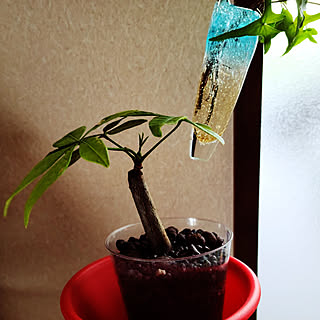 新芽 アイビー水挿しのインテリア実例 Roomclip ルームクリップ