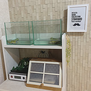 ツノガエルのインテリア実例 Roomclip ルームクリップ