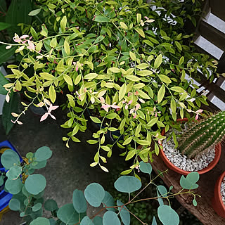 キッチン/植物のある暮らし/狭い狭いベランダで/自己満足( ̄^ ̄)ゞ/いいね!ありがとうございます♪...などのインテリア実例 - 2017-08-27 07:07:14