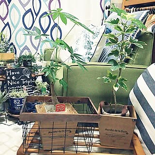 日本最大の インディアンアーモンド土をつかっておらず衛生的おしゃれインテリア 植物 観葉植物
