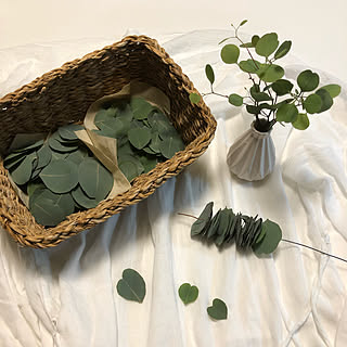 ユーカリポポラス剪定のインテリア実例 Roomclip ルームクリップ