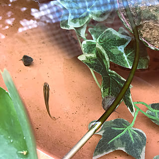 ヒメタニシのインテリア実例 Roomclip ルームクリップ