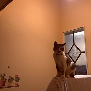 オレンジの壁紙 手作りステンドグラス風のインテリア実例 Roomclip ルームクリップ