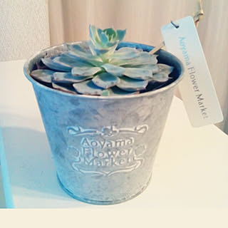 green/壁/天井/AOYAMA/Aoyama Flower Market/青山フラワーマーケット...などのインテリア実例 - 2017-10-12 21:18:13