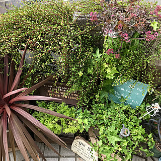 コルジリネレッドスターのインテリア実例 Roomclip ルームクリップ