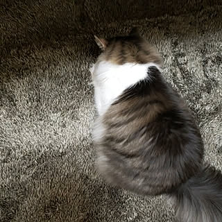 部屋全体/猫との暮らし/猫のいる風景/ラグ/ニトリ...などのインテリア実例 - 2020-02-25 00:27:05