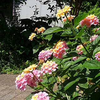 植物/日替わり投稿企画!木曜日/小鳥のさえずりが心地い〜♪/ありがとう❤/緑のある暮らし...などのインテリア実例 - 2017-06-15 13:12:52