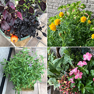 寄せ植え イソトマのインテリア実例 Roomclip ルームクリップ