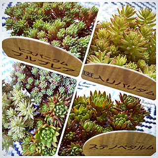カインズ購入品/セダム/多肉植物/グリーンのある暮らし/NO GREEN NO LIFE...などのインテリア実例 - 2019-05-26 10:30:02
