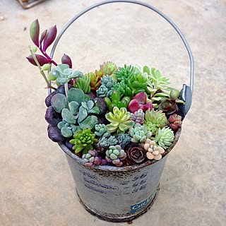 庭 多肉植物のインテリア実例 Roomclip ルームクリップ 庭 多肉植物のインテリア実例 Roomclip ルームクリップ