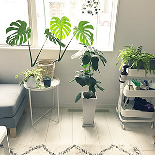 Ikeaサイドテーブル 観葉植物のある暮らしのインテリア実例 Roomclip ルームクリップ Ikeaサイドテーブル 観葉植物のある暮らしのインテリア実例 Roomclip ルームクリップ