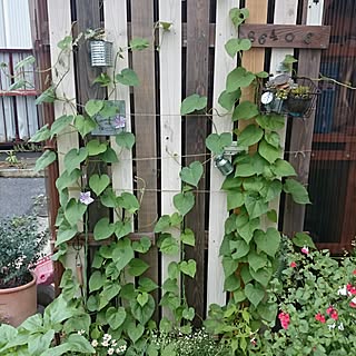 植物 朝顔のインテリア実例 Roomclip ルームクリップ 植物 朝顔のインテリア実例 Roomclip ルームクリップ