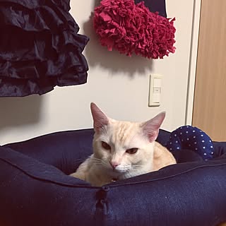 猫ベッド手作りのインテリア実例 Roomclip ルームクリップ