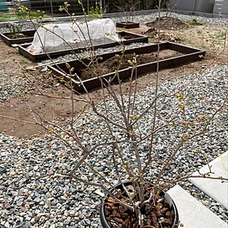 家庭菜園 レイズドベッドのインテリア実例 Roomclip ルームクリップ 家庭菜園 レイズドベッドのインテリア実例 Roomclip ルームクリップ