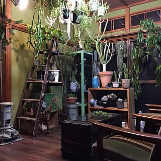 植物 亀甲竜のインテリア実例 Roomclip ルームクリップ 植物 亀甲竜のインテリア実例 Roomclip ルームクリップ