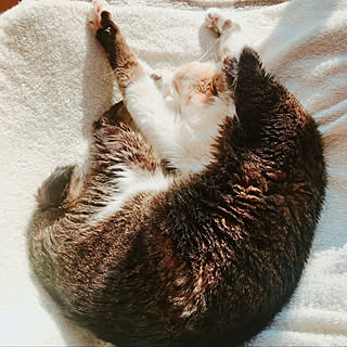 部屋全体/ねこと暮らす/ねこばかりですいません/ねこのいる日常/インテリアじゃなくてごめんなさい...などのインテリア実例 - 2018-01-27 13:52:35