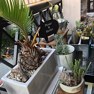 棚/そてつっち/日替わり投稿企画!木曜日/植物/!!!!!アホ仲間!!!!!...などのインテリア実例 - 2017-06-15 18:32:26