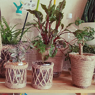 観葉植物 ペットボトルのおしゃれなアレンジ 飾り方のインテリア実例 Roomclip ルームクリップ