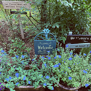 ガーデニング アメリカンブルーのインテリア実例 Roomclip ルームクリップ