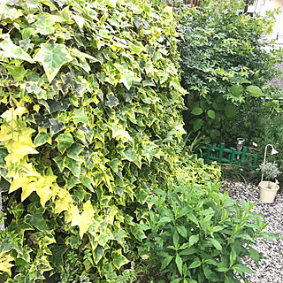 今年花咲かせなかった木香薔薇/新緑の季節のアイビー♡/花魁草…宿根草/お庭のある家/5月7日...などのインテリア実例 - 2019-05-07 09:50:42