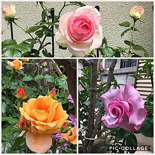 鉢植えのバラのインテリア実例 Roomclip ルームクリップ