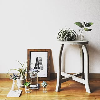 多肉植物 テトラゴナのインテリア実例 Roomclip ルームクリップ 多肉植物 テトラゴナのインテリア実例 Roomclip ルームクリップ