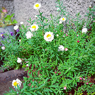 ドライフラワー/植物のある暮らし/ナチュラルインテリア/手作り/男前も可愛いのもスキ❤...などのインテリア実例 - 2018-07-02 08:55:19