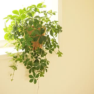 植物/グリーン/観葉植物/シュガーバインのインテリア実例 - 2012-05-26 00:24:25