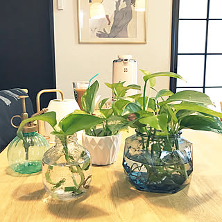 リビング/観葉植物のある生活/子どものいる生活/マンション暮らし/マルティネリの空き瓶...などのインテリア実例 - 2018-07-04 09:30:00