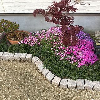 庭 芝桜のインテリア実例 Roomclip ルームクリップ