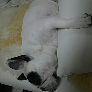 壁/天井/コメント嬉しいです✨/いいね&フォローありがとうございます♡/パンチ/フレンチブルドッグのインテリア実例 - 2015-04-24 20:14:48