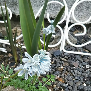 プスキニア 氷の妖精のインテリア実例 Roomclip ルームクリップ