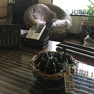 机/たんげまるさん3兄弟/珍しく朝から活動的(笑)/賃貸戸建でも楽しく♪/男前アジアン...などのインテリア実例 - 2017-06-23 11:45:34