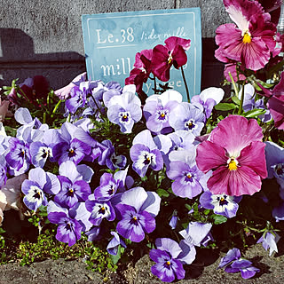 花壇 パンジーとビオラのインテリア実例 Roomclip ルームクリップ