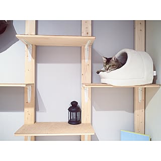 リビング/WALPA壁紙/壁紙グレー/ねこインテリア/ねこハウス...などのインテリア実例 - 2016-11-02 09:40:27