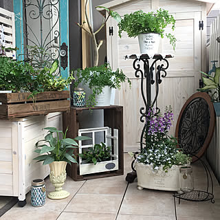 観葉植物の日光浴のインテリア実例 Roomclip ルームクリップ 観葉植物の日光浴のインテリア実例 Roomclip ルームクリップ