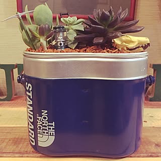 飯盒に多肉寄せ植え のインテリア実例 Roomclip ルームクリップ 飯盒に多肉寄せ植え のインテリア実例 Roomclip ルームクリップ