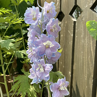 花壇の花 デルフィニウムのインテリア実例 Roomclip ルームクリップ