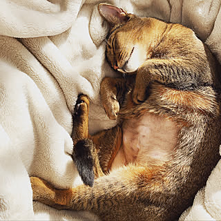 愛猫優先主義/アンジェwebshop/朝ベッドから出られなくなる毛布/猫と暮らす家/猫との暮らし...などのインテリア実例 - 2020-01-25 09:27:54