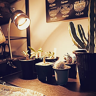 多肉植物 沖縄のインテリア実例 Roomclip ルームクリップ