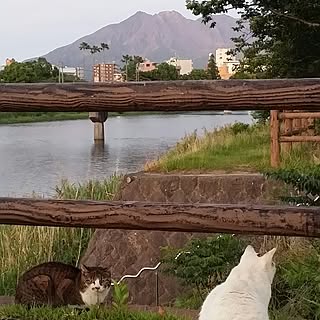ベッド周り/いいね!ありがとうございます♪/自己満足( ̄^ ̄)ゞ/二匹の猫/仕事帰りに出会った...などのインテリア実例 - 2017-05-26 20:51:22