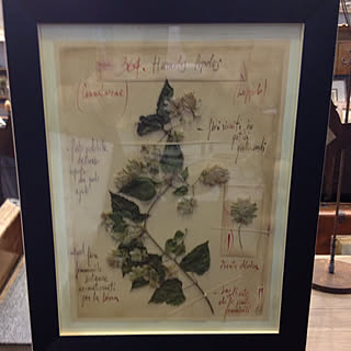 押し花フレーム 押し花の標本風のインテリア実例 Roomclip ルームクリップ