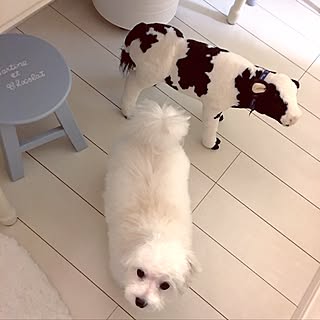 リビング/ペイントリメイク/子供イス リメイク/ウシ君とイヌ/フレンチ...などのインテリア実例 - 2016-06-14 00:10:34