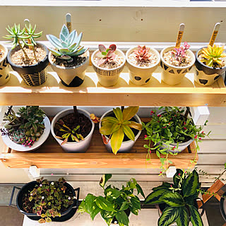 ベランダガーデン 食虫植物のインテリア実例 Roomclip ルームクリップ