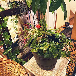 パキラ寄せ植えのインテリア実例 Roomclip ルームクリップ