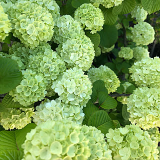 鉢植え 植物からの癒しのインテリア実例 Roomclip ルームクリップ