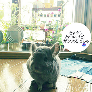 窓越しの眺めのインテリア実例 Roomclip ルームクリップ